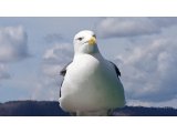 短いですが