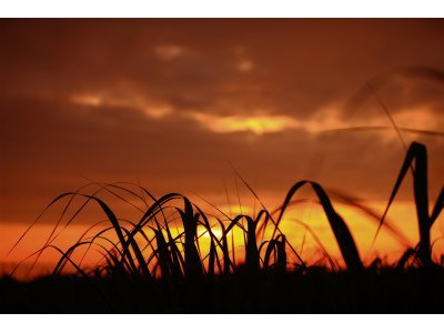 上川養鱒場たより 11月11日 朝