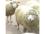 神戸市立六甲山牧場の羊さん