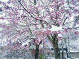 桜と雪のコラボ♪