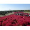 21日（日）ひたち海浜公園へ