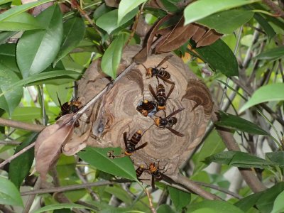 スズメバチ駆除　蜂の巣駆除　アシナガ蜂駆除