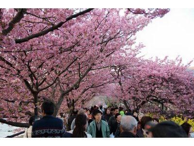 河津桜