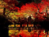 組合長のつぶやき 11月12日 朝