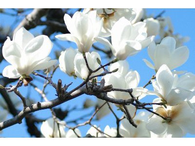 上川養鱒場たより 3月30日 朝