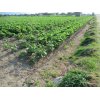 8/20【大豆・草退治、18,953㎡完了】