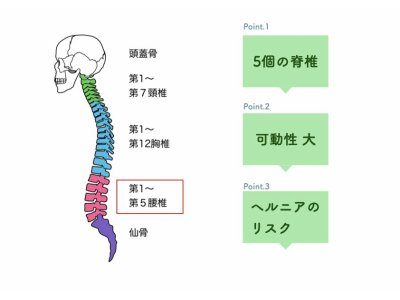 【腰椎の特徴】