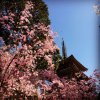 醍醐寺☆桜