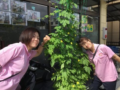 ゴーヤ日記②