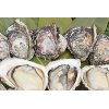【夏限定】　岩牡蠣（カキ）！２０１３年の販売開始しました！