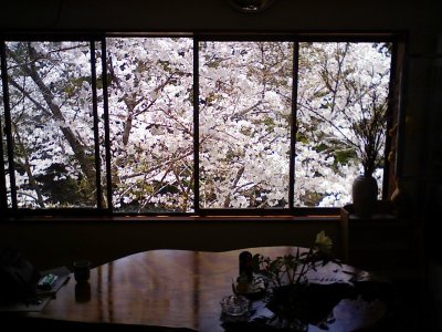 桜が見頃を迎えました>4月18日現在、桜吹雪が舞い葉桜になりました・・また来年