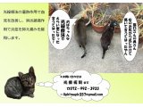 光療術院にゃんこ劇場
