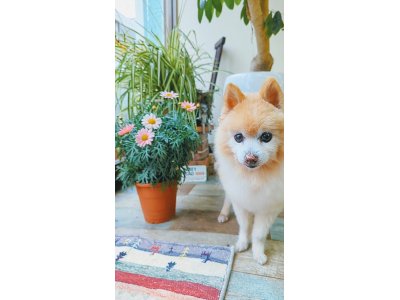 ランちゃん