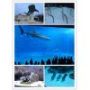 美容室新宿スパ　☆美ら海水族館☆