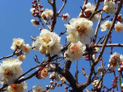 春が来た 