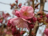 愛知の桜は、もうすぐ開花宣言！？