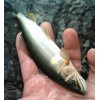 本日の友釣りの釣果ご報告です。