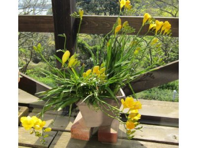 また巡り合う春の花