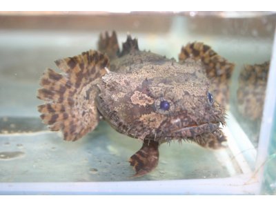 ベトナム 淡水アンコウ