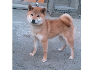 お久しぶりです、ちょっとさぼっていました。ごめんなさい（～～；）？