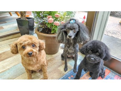 チータくん＆リリーちゃん＆アロちゃん