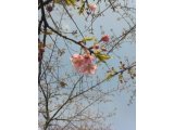 鶴見緑地の河津ザクラが咲いていました