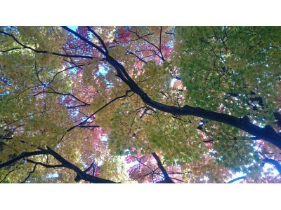 紅葉