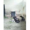上海動物園のパンダ