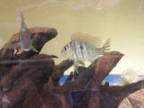 最新入荷魚