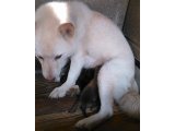 2015/9/23 白柴犬の、白雪ちゃんが2匹出産しました。