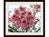 花の写真作品集　沖縄県桜の花見ごろ
