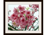 花の写真作品集 沖縄県桜の花見ごろ