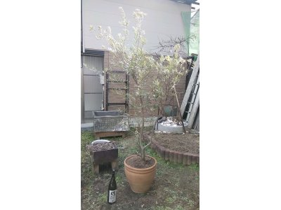 「オリーブの木」の植え替えを・・・