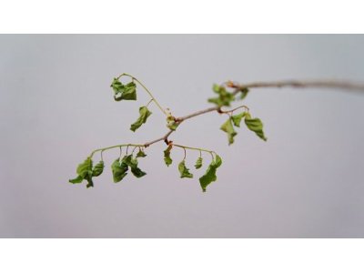 山桜 #3