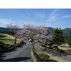 足利カントリークラブの桜が咲いていました（＾＾）/