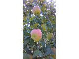 有機栽培の「信州安曇野　りんご」を２日間限定販売！