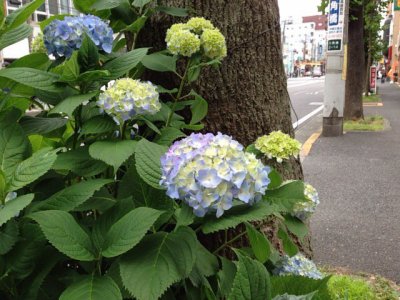 もう、紫陽花が咲いてます。