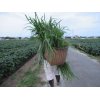 9/12【大豆畑…1ｈａの草取り、ひとまず終息。^^v。…残る0.9ha】