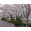 花見の散歩⑤
