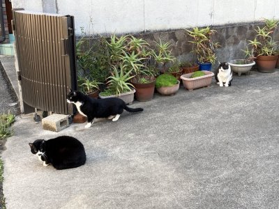 こんにちは、きょうも明るい笑顔で頑張りましょう。