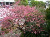 我が家の桜の花