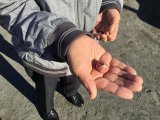 頂き物