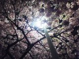 河津桜が満開です！