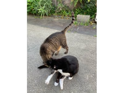 おはようございます。光療術院のみぃこ&あずきです。