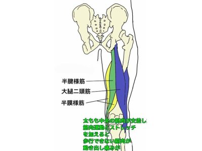 成増第二ライオンズ少年野球 トレーナー日記