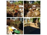 札幌市北区にて枝木廃材処分回収 便利屋タクミ