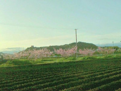 今年もおいしい桃を！ 桃成長記 1