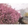 目黒川の桜は、八重桜に♪