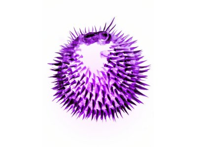 ラスト
