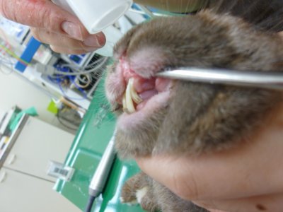 ウサギの切歯（前歯）の不正咬合【大阪堺市のウサギ病院】